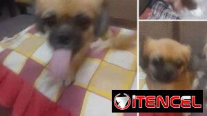 Se bunca dos Perritas