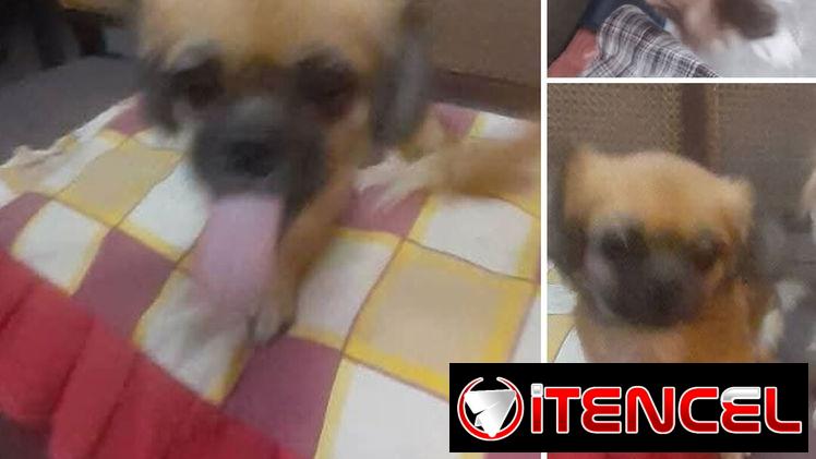 Se bunca dos Perritas