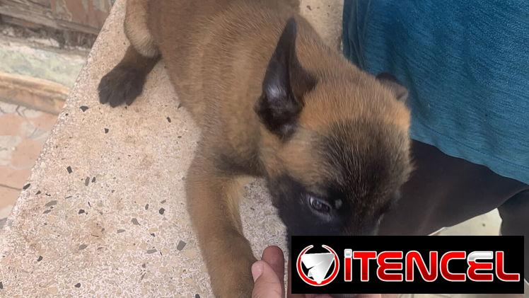 Pastor Belga Malinois