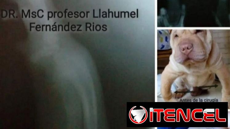 Veterinario en la habana