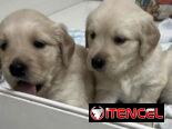 Cachorros Golden Retriver