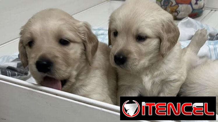 Cachorros Golden Retriver