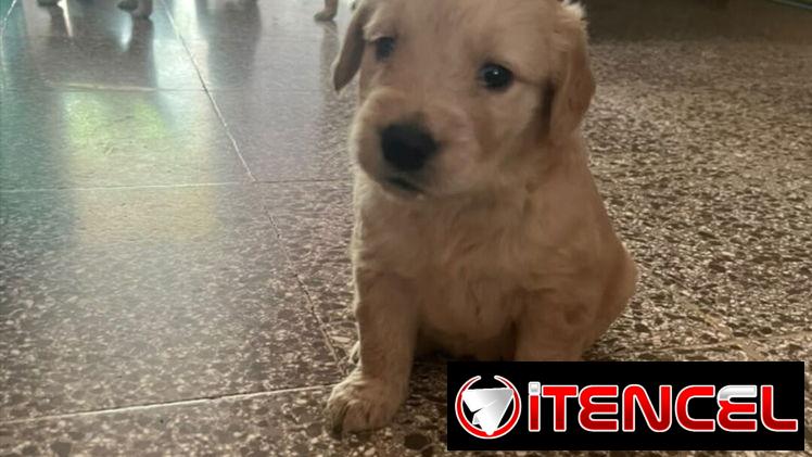 GOLDEN RETRIEVER,machos,en 200 USD o equivalente,TENGO MENSAJERÍA,tienen 53 días y están desparacitados — foto 3