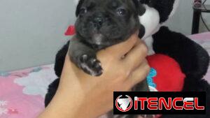 BULLDOG FRANCES,ambos sexos,azules en 1000 USD y negros en 600 USD o equivalente,TENGO MENSAJERÍA,tienen 38 días