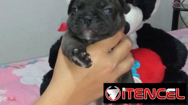 BULLDOG FRANCES,ambos sexos,azules en 1000 USD y negros en 600 USD o equivalente,TENGO MENSAJERÍA,tienen 38 días — foto 1