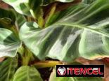 Plantas por encargo
