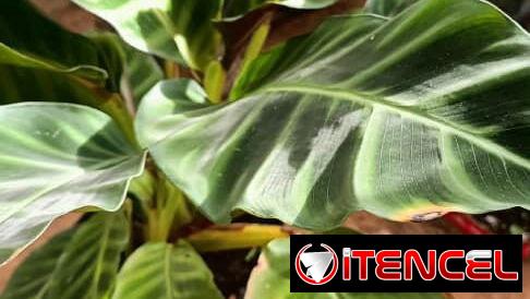 Plantas por encargo