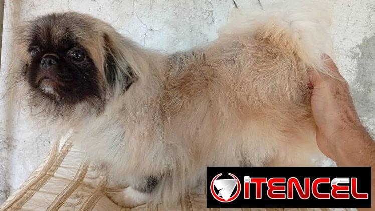 PEQUINÉS IMPERIAL,macho en 200 USD o equivalente,TENGO MENSAJERÍA,tiene 8 meses,ESTÁ VACUNADO y desparacitado — foto 4