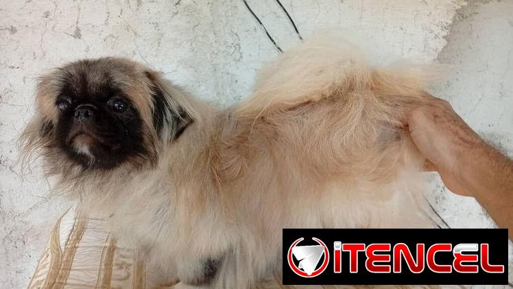 PEQUINÉS IMPERIAL,macho en 200 USD o equivalente,TENGO MENSAJERÍA,tiene 8 meses,ESTÁ VACUNADO y desparacitado — foto 2