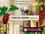 🌿Plantas trepadoras para colgar 🌿