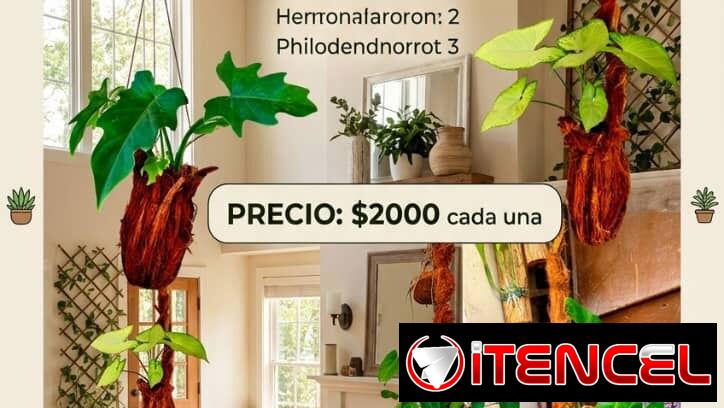 🌿Plantas trepadoras para colgar 🌿