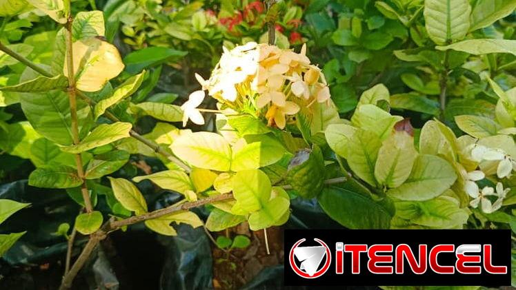 Servicios de jardinería — foto 2