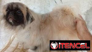 PEQUINÉS IMPERIAL,macho en 200 USD o equivalente,TENGO MENSAJERÍA,tiene 8 meses,ESTÁ VACUNADO y desparacitado