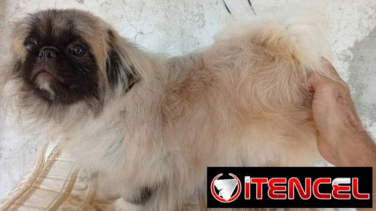 PEQUINÉS IMPERIAL,macho en 200 USD o equivalente,TENGO MENSAJERÍA,tiene 8 meses,ESTÁ VACUNADO y desparacitado — foto 1