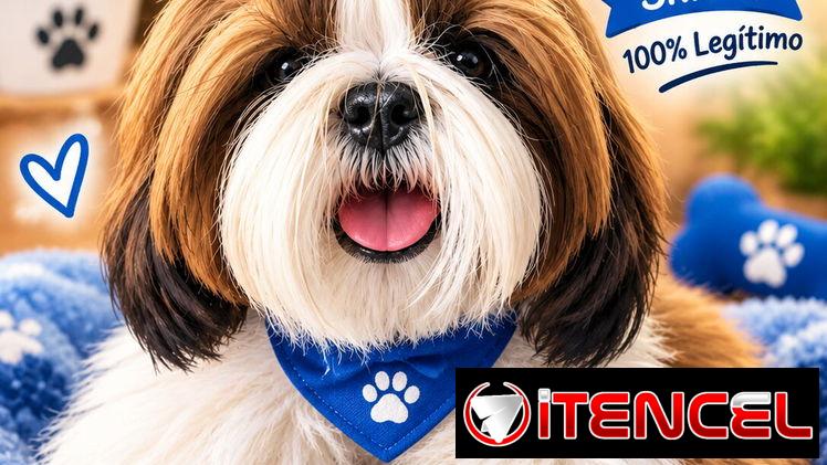 Hermoso cachorro macho Shih-tzu — foto 3