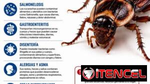 Tienes Cucarachas Americanas las Eliminamos al instante