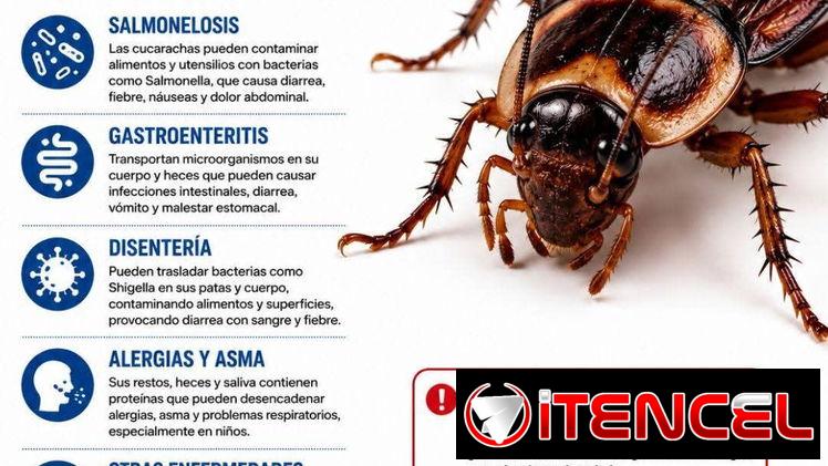 Tienes Cucarachas Americanas las Eliminamos al instante