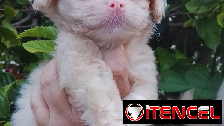 🐶✨ 🐾 SPANIEL TIBETANOS AMBOS SEXOS 🐾 BETTY MASCOTAS WHATSAPP 52506841 ✨🐶 — foto 4