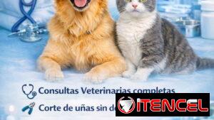 Veterinario a Domicilio