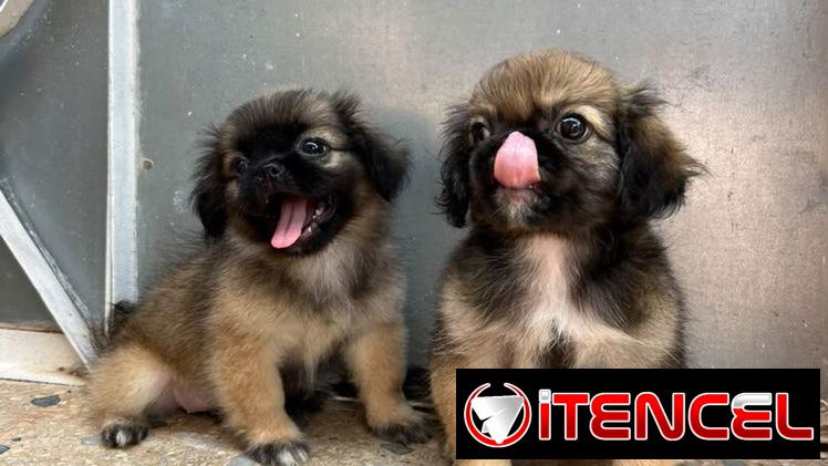 PEQUINÉS,machos,en 60 USD o equivalente,TENGO MENSAJERÍA,tienen 98 días,ESTAN VACUNADOS y desparacitados — foto 2