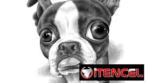 DIBUJO A TU PERRO!!!