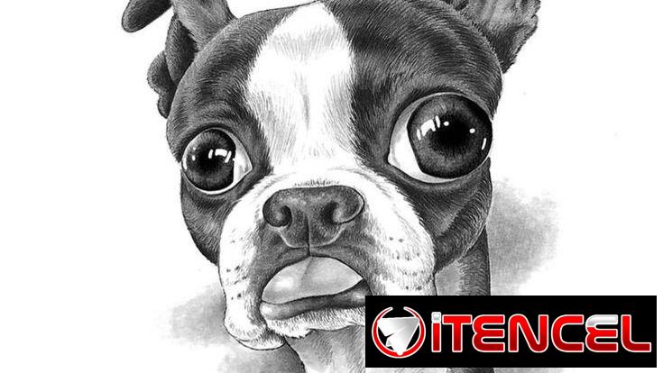 DIBUJO A TU PERRO!!!