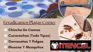 Mosca y Mosquitos (Fumigaciones)