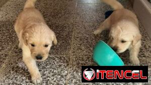 GOLDEN RETRIEVER,machos,en 200 USD o equivalente,TENGO MENSAJERÍA,tienen 53 días y están desparacitados