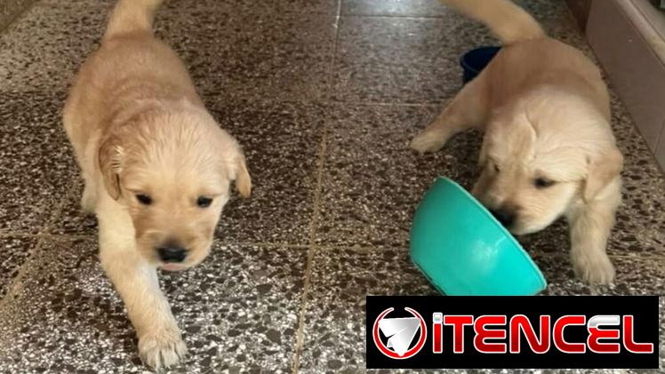 GOLDEN RETRIEVER,machos,en 200 USD o equivalente,TENGO MENSAJERÍA,tienen 53 días y están desparacitados — foto 1