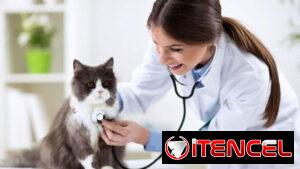 🏠 Atención Veterinaria a Domicilio | Toda La Habana | 56238265 (Kinetica)