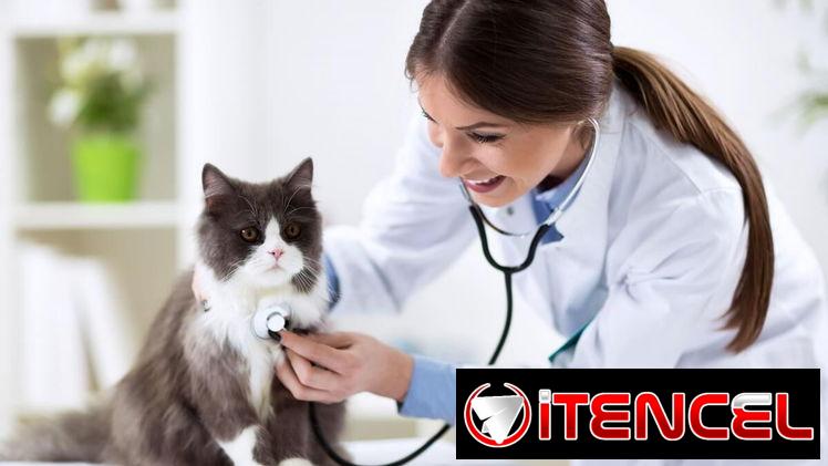 🏠 Atención Veterinaria a Domicilio | Toda La Habana | 56238265 (Kinetica)