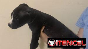 Pitbull