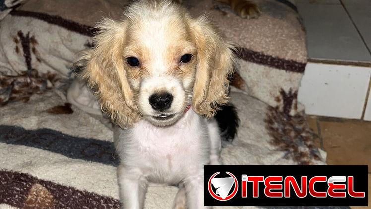 Venta de coker spaniel contactar con 55000733 — foto 3