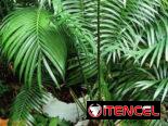 Plantas por encargo