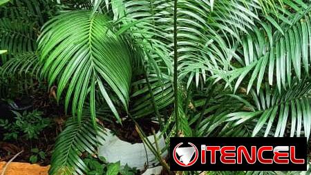 Plantas por encargo