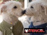 Bozal para tu mascota