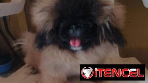 PEQUINÉS IMPERIAL CON PEDIGRI,hembra,en 350 USD o equivalente,TENGO MENSAJERÍA,tiene 4 meses,ESTÁ VACUNADA y desparacita