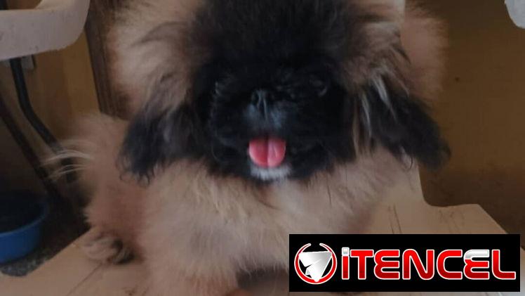 PEQUINÉS IMPERIAL CON PEDIGRI,hembra,en 350 USD o equivalente,TENGO MENSAJERÍA,tiene 4 meses,ESTÁ VACUNADA y desparacita