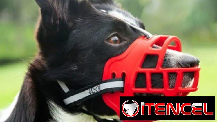 Bozal para tu mascota