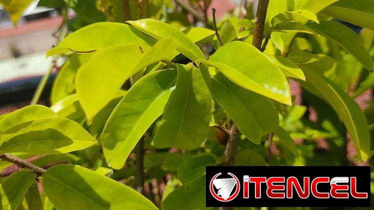 Plantas medicinales, aromáticas, frutales, vegetales, ornamentales y otras variedades. — foto 4