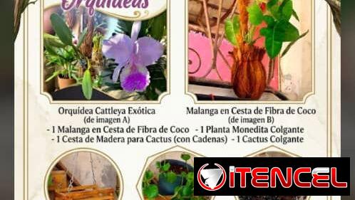 Combos para el Jardín. 🌿 Él también lo merece.