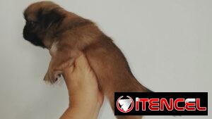 Presiosas cachorras de pekinés HEMBRAS desparasitadas,activas,juguetonas