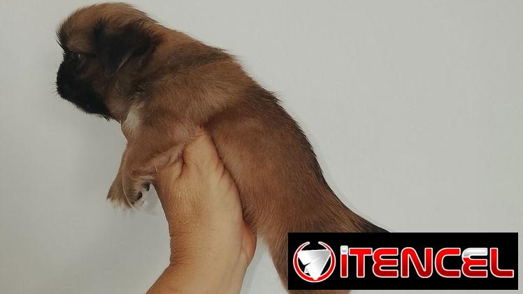 Presiosas cachorras de pekinés HEMBRAS desparasitadas,activas,juguetonas — foto 1