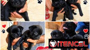 🐾🖤 PUG NEGRO AMBOS SEXOS  EN VENTA BETTY MASCOTAS WHATSAPP 52506841 🖤🐾