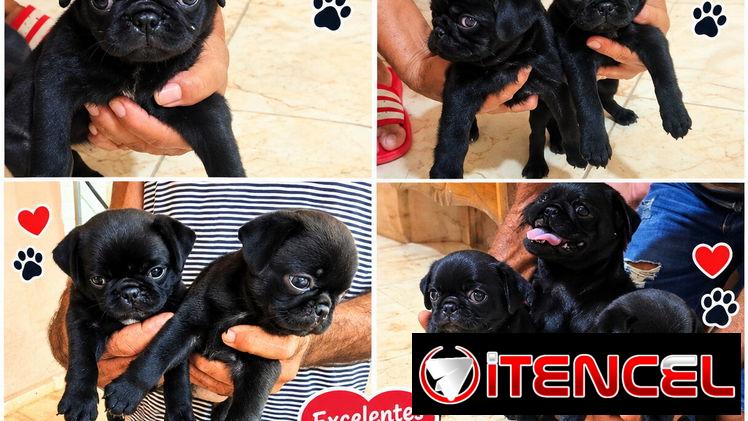 🐾🖤 PUG NEGRO AMBOS SEXOS EN VENTA BETTY MASCOTAS WHATSAPP 52506841 🖤🐾