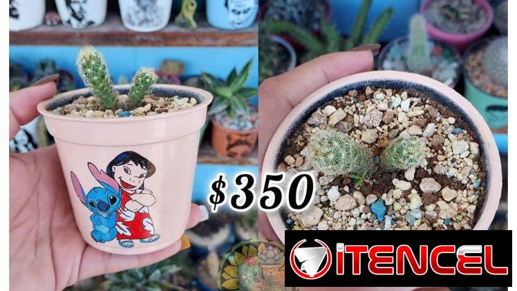 Cactus y suculentas en macetas decoradas a mano — foto 4