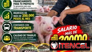 Emprendedor Porcino