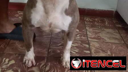 AMÉRICAN BULLY CON PEDIGRI,macho,en 250 USD o equivalente,TENGO MENSAJERÍA,tiene 7 meses Y ESTÁ VACUNADO E INSCRITO — foto 2