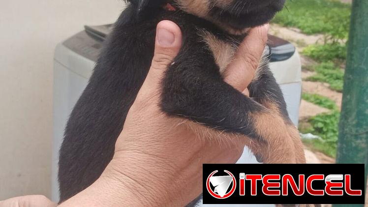 🐾❤️🐾  ROTTWEILER AMBOS SEXOS  — CENTINELA Y PROTECTOR 🖤🤎  BETTY MASCOTAS WHAT'SAPP 52506841 ❤️🐾 — foto 3