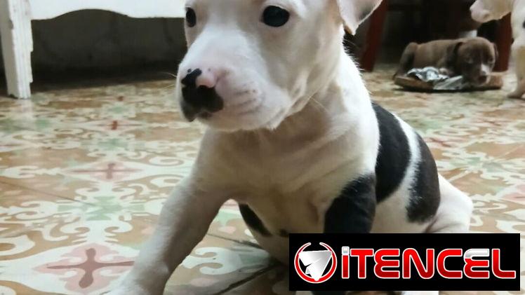 🐾 PITBULL AMBOS SEXOS   BETTY MASCOTAS WHAT'SAPP 52506841 🐾 — foto 1